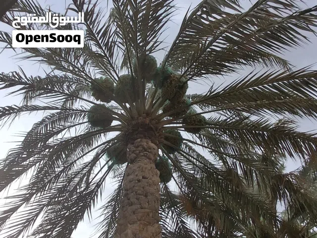 فرض من مزارع الظاهرة
