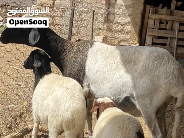 نعجه ربي يبارك سنها جامعه