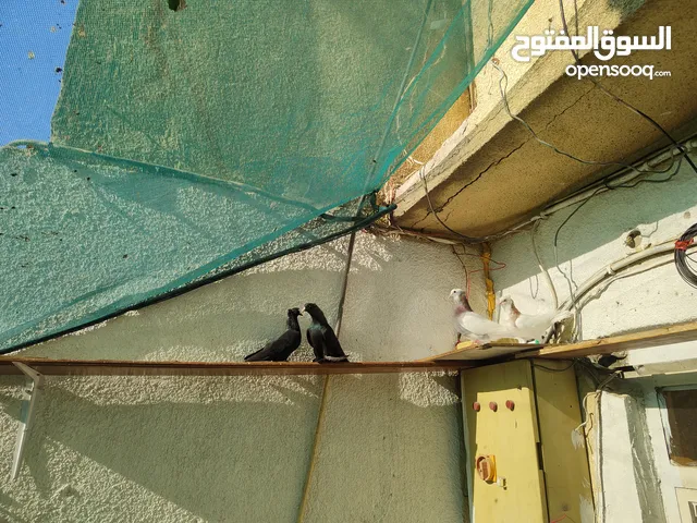 زوجين طيور للبيع تار ايراني   وكمرلي محجل ومكعكل