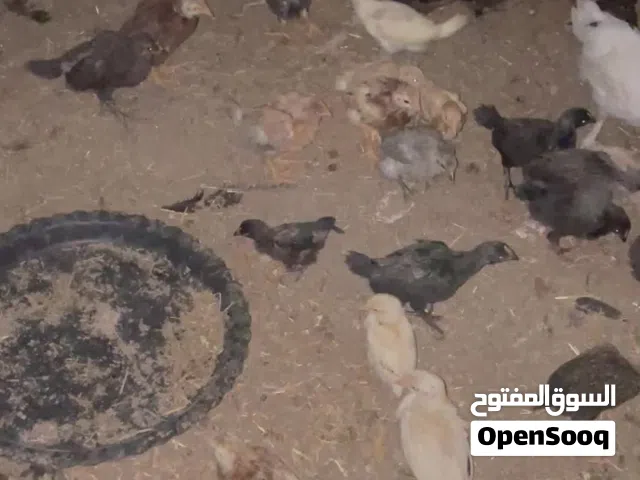 متاح 55 صوص بلدي ولوهمان