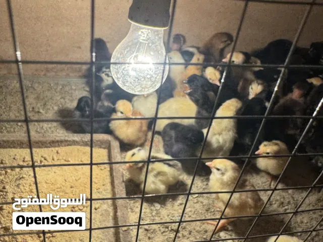 فروخ دجاج اكثر من 50