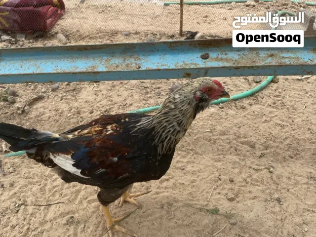 السلام عليكم ورحمة الله وبركاته  عندي ( ديج كويتي ) العدد ثنين  وديج عربي همين
