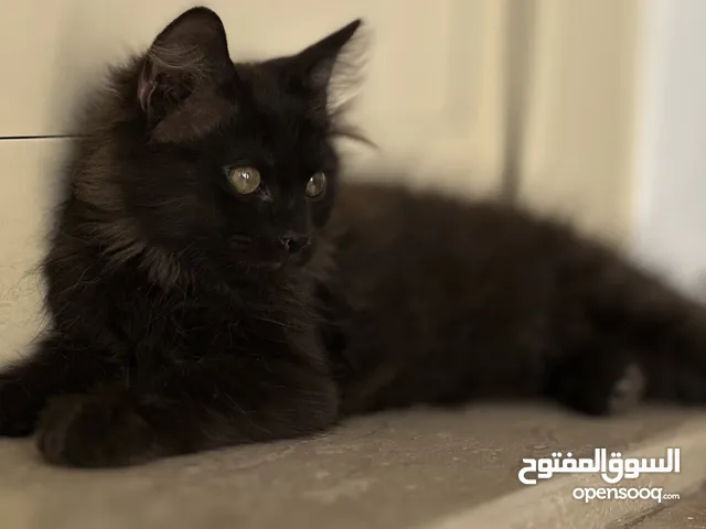 قطط للتبني