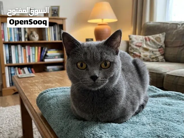 Grey Scottish fold healthy