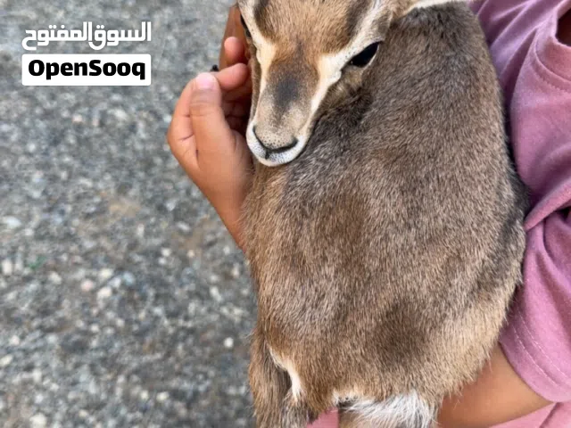 ذكر غزال ديماني