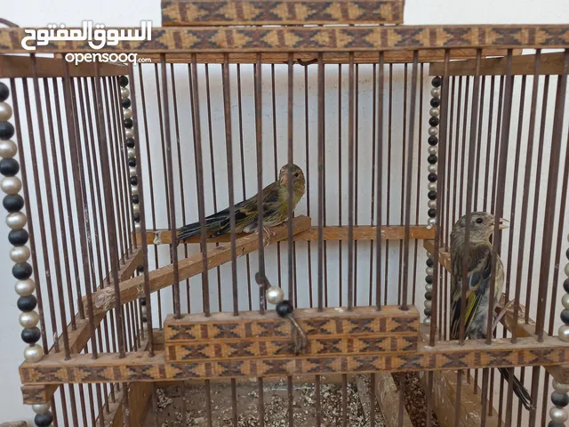 فراخ بندوق حسون للبيع