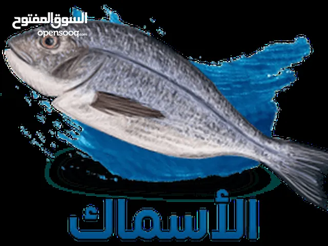 توزيع سمك اسماك للمطاعم و المنازل