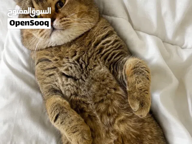 قط برتش  حجمه ماشاءلله ضخمم ومنتج ىصحته جدا ممتازه