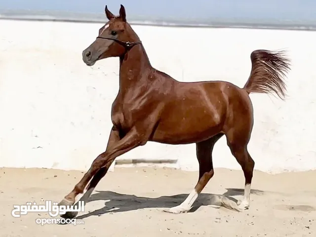 Registered purebred Arabian Horses
