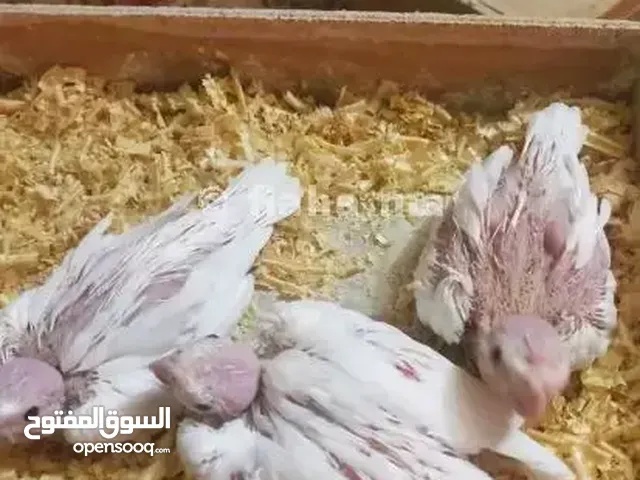 افراخ كوكتيل البينو عين حمره