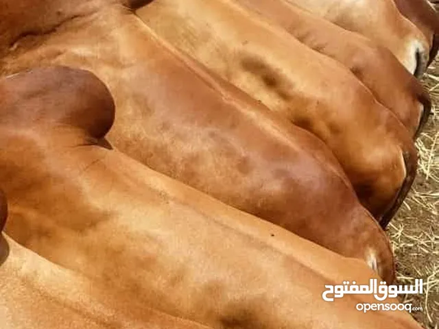 مزرعه ابناء الجماعي