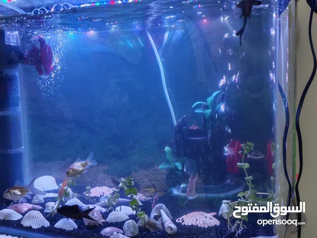 حوض سمك لبيع معلوماته بل وصف