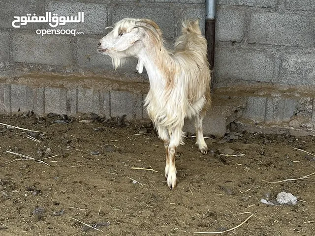 شوهات مال دار