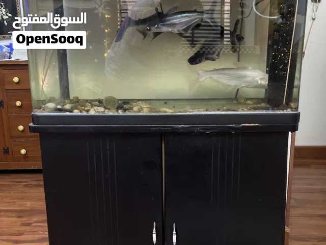 Fish Aquarium with 5 big fishes