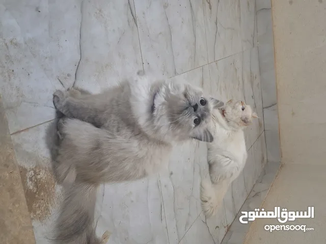 عندي قطط لتبني ذكر وانثي