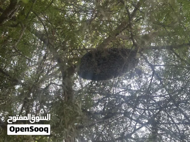 عزل ابو طويق للبيع
