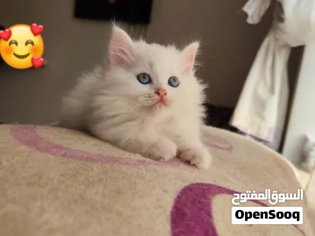 حيوانات للبي..