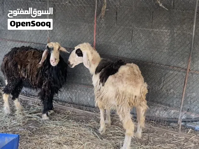 للبيع جعد تهجين نجدي عشار الله يبارككك كل شي صاحي فيهن الي يبغاء يربي حلوات عشار شوف الوصفففف.
