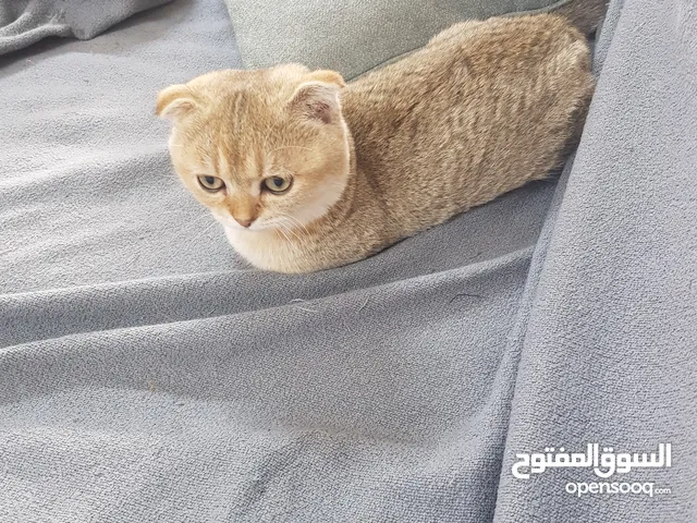 ذكور أقزام قولدات