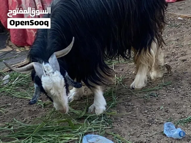أغنام لبيع بالجمله