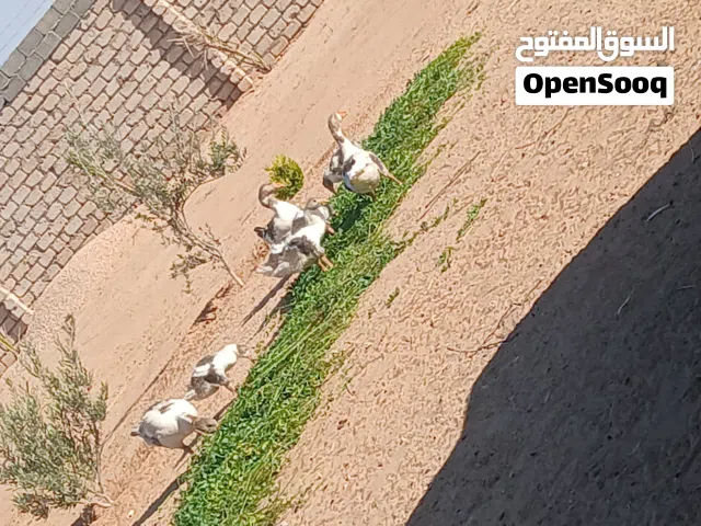 اوز زوز اناث وذكر وتحتهم 5فلاليس