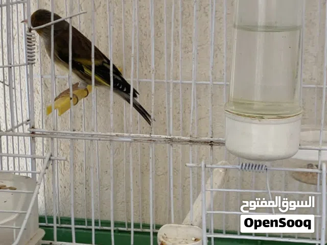 جغل لله يبارك ميسكتش