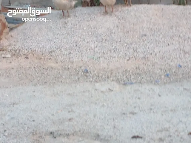 دجاج سايكس وبط ووز للبيع بسعر مرتب