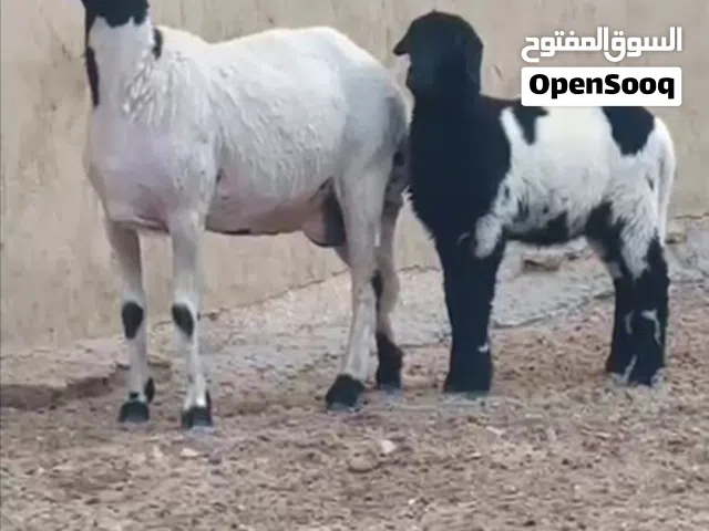 تنيه والده للبيع