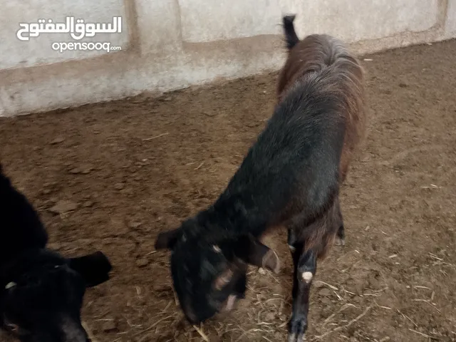 ماعز...........