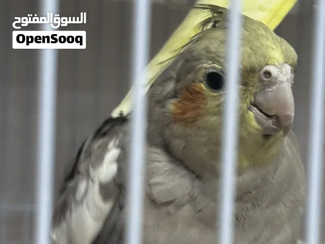 ببغاء كوكتيل الواحد ب 120