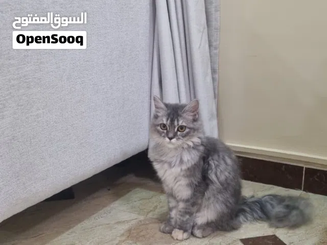 قطة شيرازية للبيع