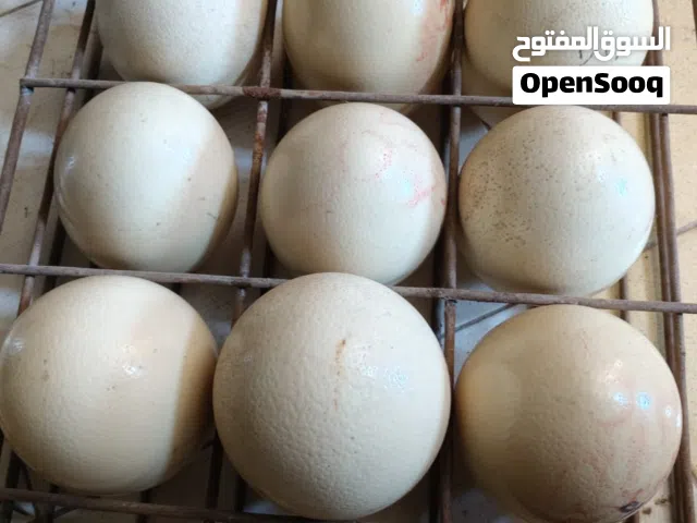 متوفر دحي نعام