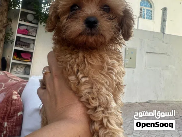 Toy Maltipoo puppy