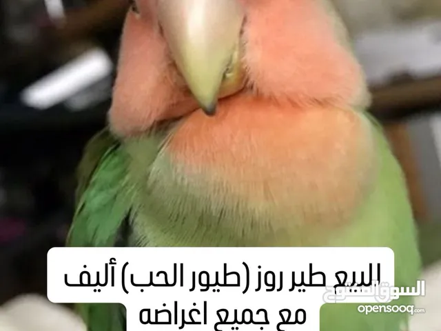 طير زور أليف للبيع