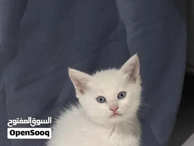 قط شيرازي (كتن) للبيع المستعجل