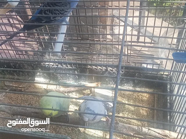 عصافير حب للبيع بسعر مغري