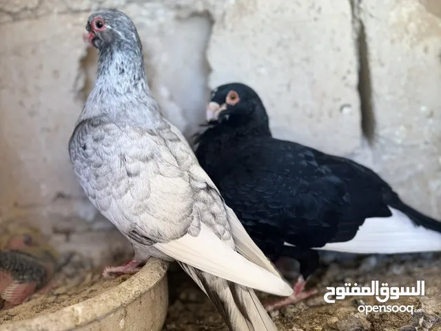 جوز مسويد بيروتيات قد كف اليد  تحتيهم بيض وفراخ للبيع بدوان فراخ قالب بدل على فراخل مكريش