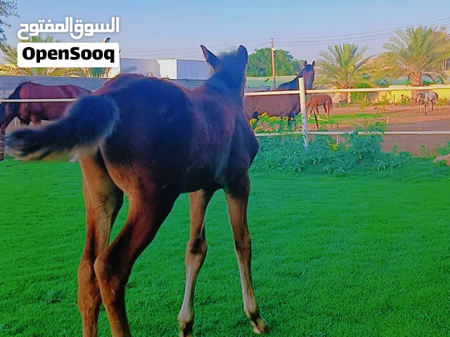 فلو للبيع  العمر45 يوم دم 87