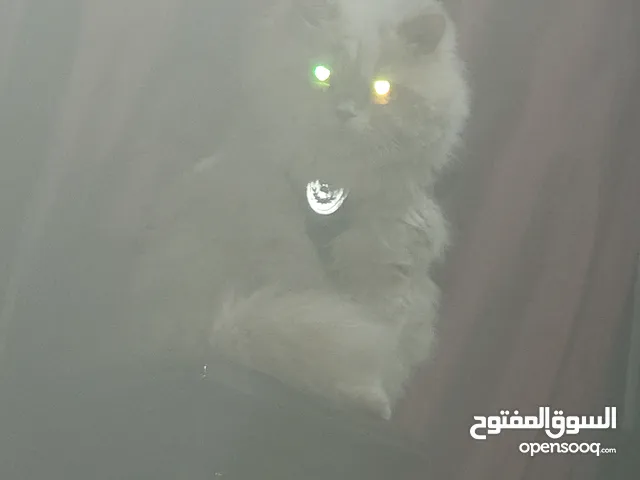 هيمالايا مكس
