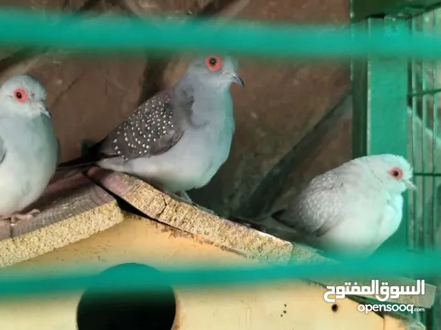حمام ماسي الملكي أجواز
