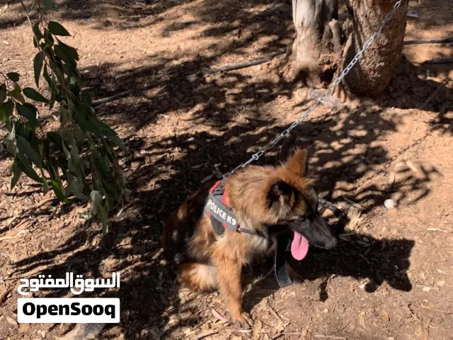كلب ملينوا