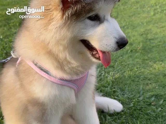 Alaskan malamute female puppy