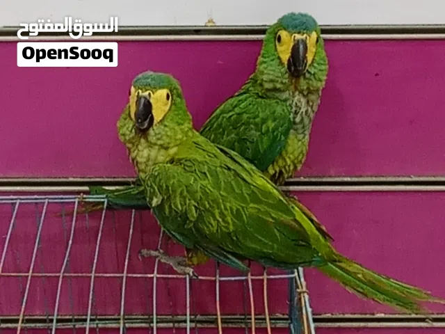 ببغاء مينى مكاو وكاسكو