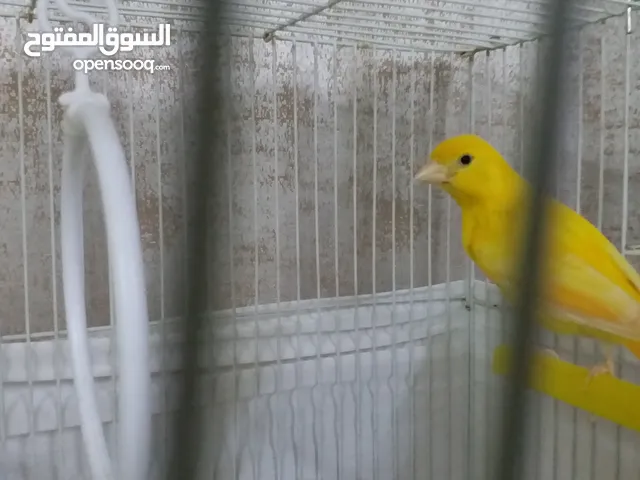 طيور كنار اصفر وابيض مع قفص