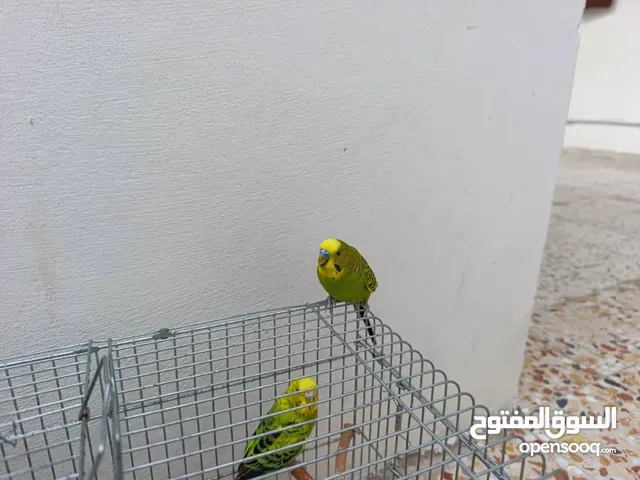 بقلينو للبيع