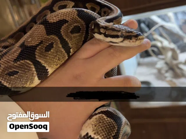 مطلوب بول بايثون نورمل