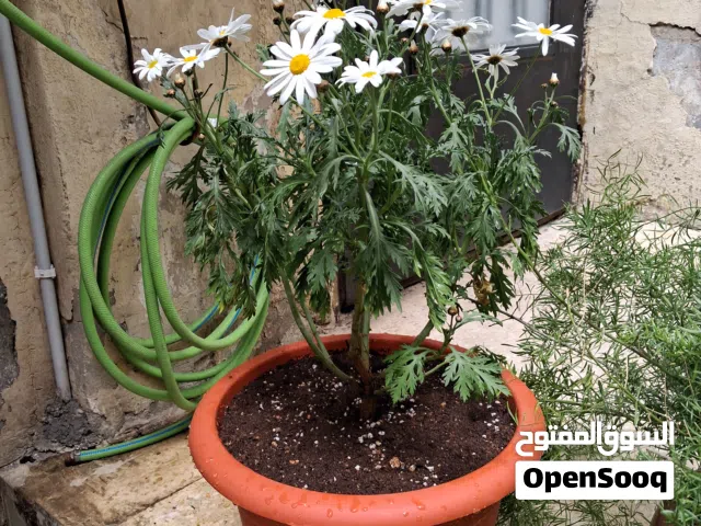 نباتات زينة داخلية وخارجية