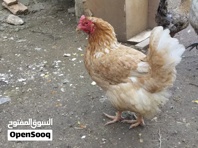 لوهمان حبيتن