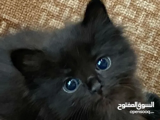 ذكر شانشيلا بعمر شهرين