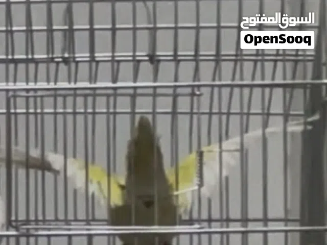 انثى روز مروضة